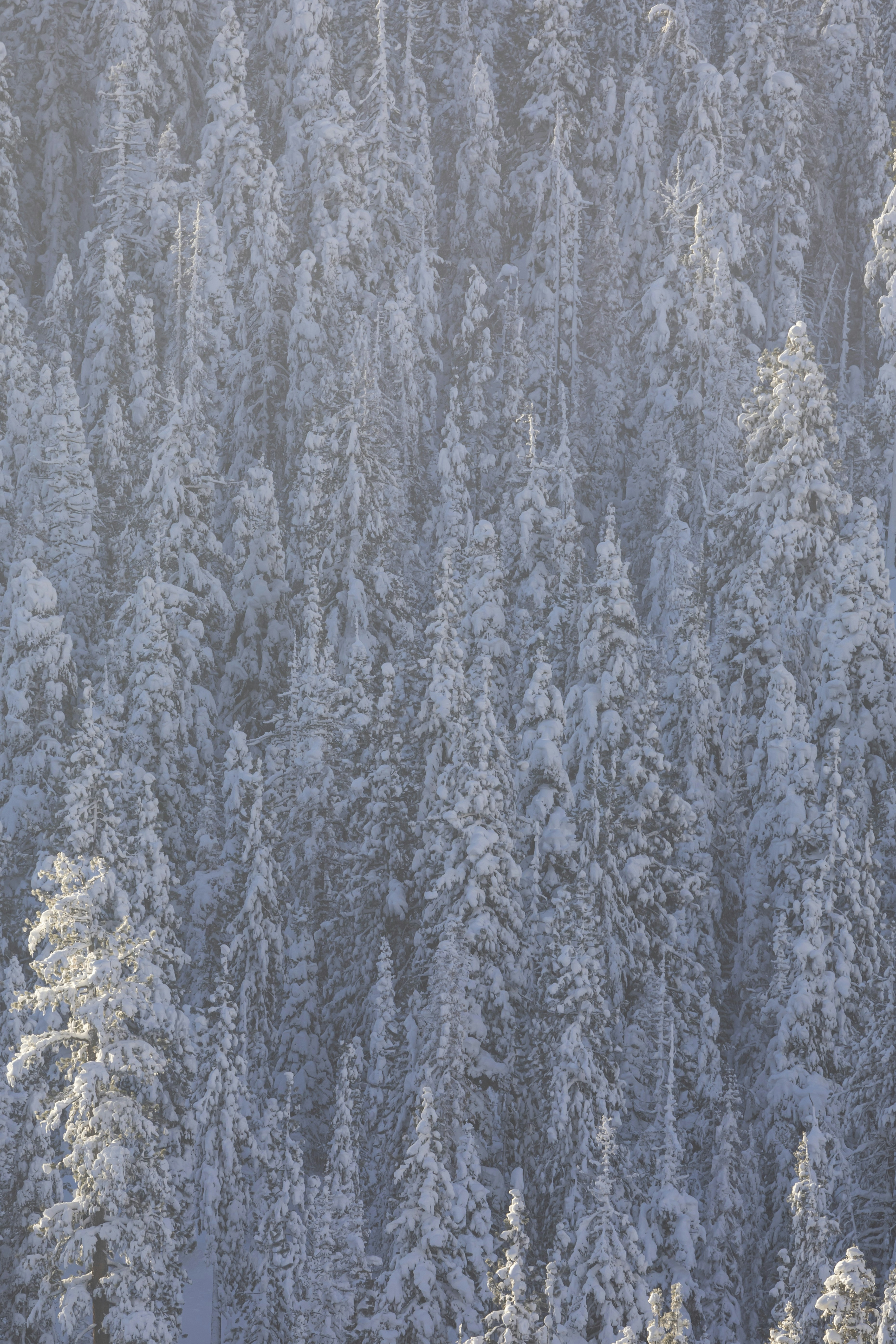 Photo by leo_visions_