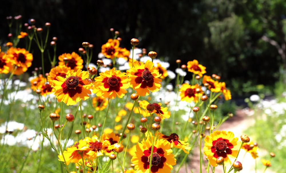 a field full of yellow and red flowers