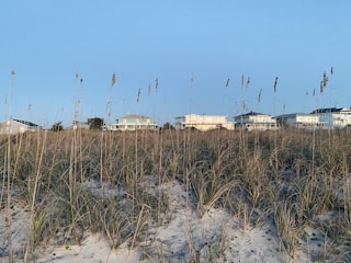 Coastal vegetation with tall grasses stretches across the foreground, leading to a row of beach houses in the background. The sky is clear and blue, complementing the peaceful beach setting.