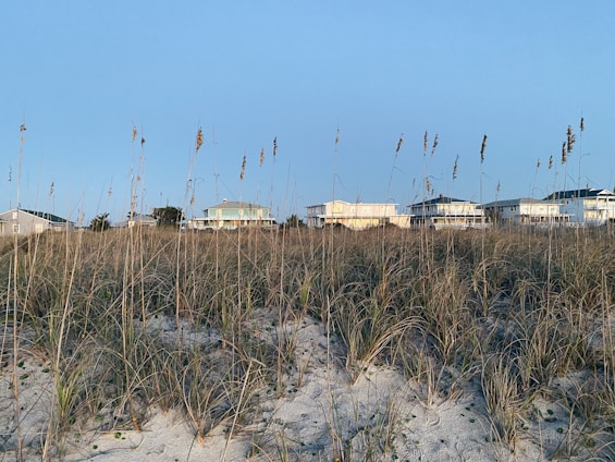 Coastal vegetation with tall grasses stretches across the foreground, leading to a row of beach houses in the background. The sky is clear and blue, complementing the peaceful beach setting.