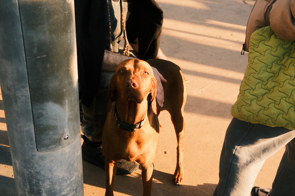 a brown dog standing next to a metal pole