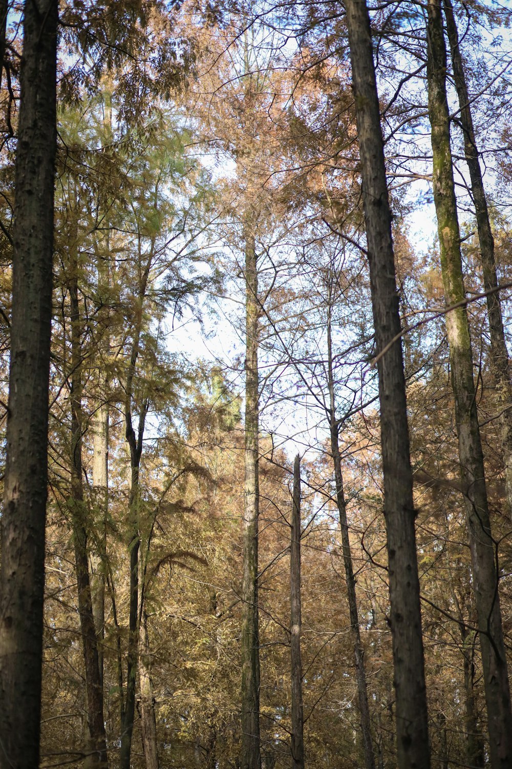 a forest filled with lots of tall trees