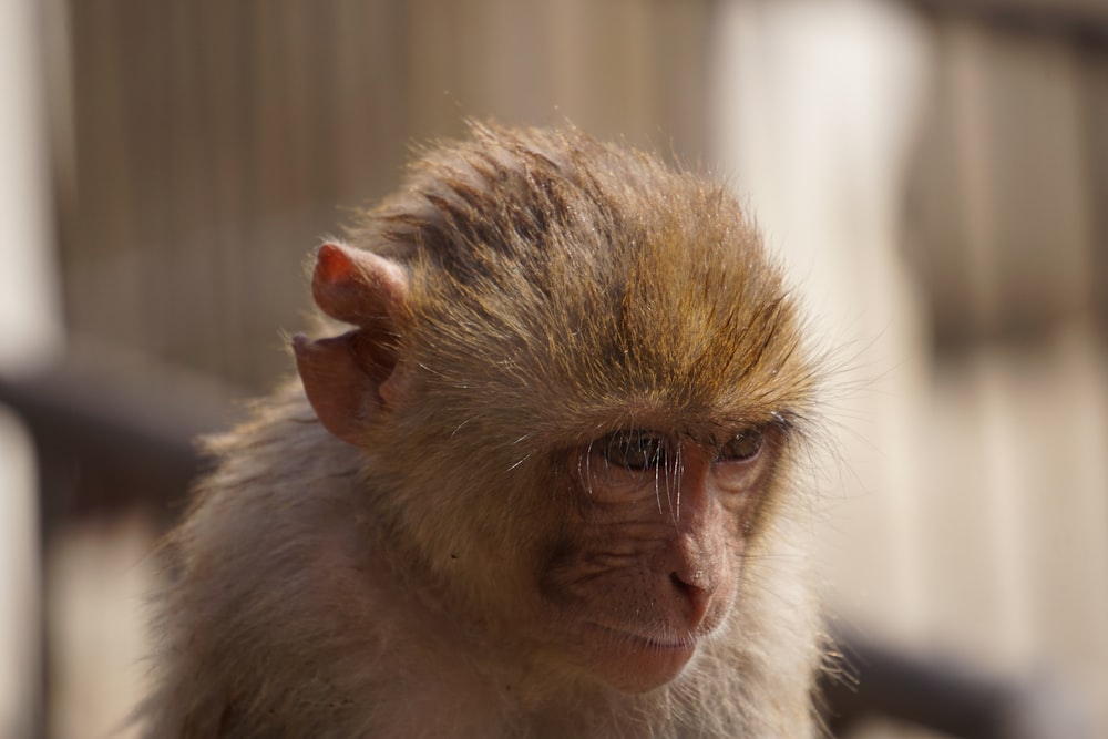 a close up of a monkey with a blurry background