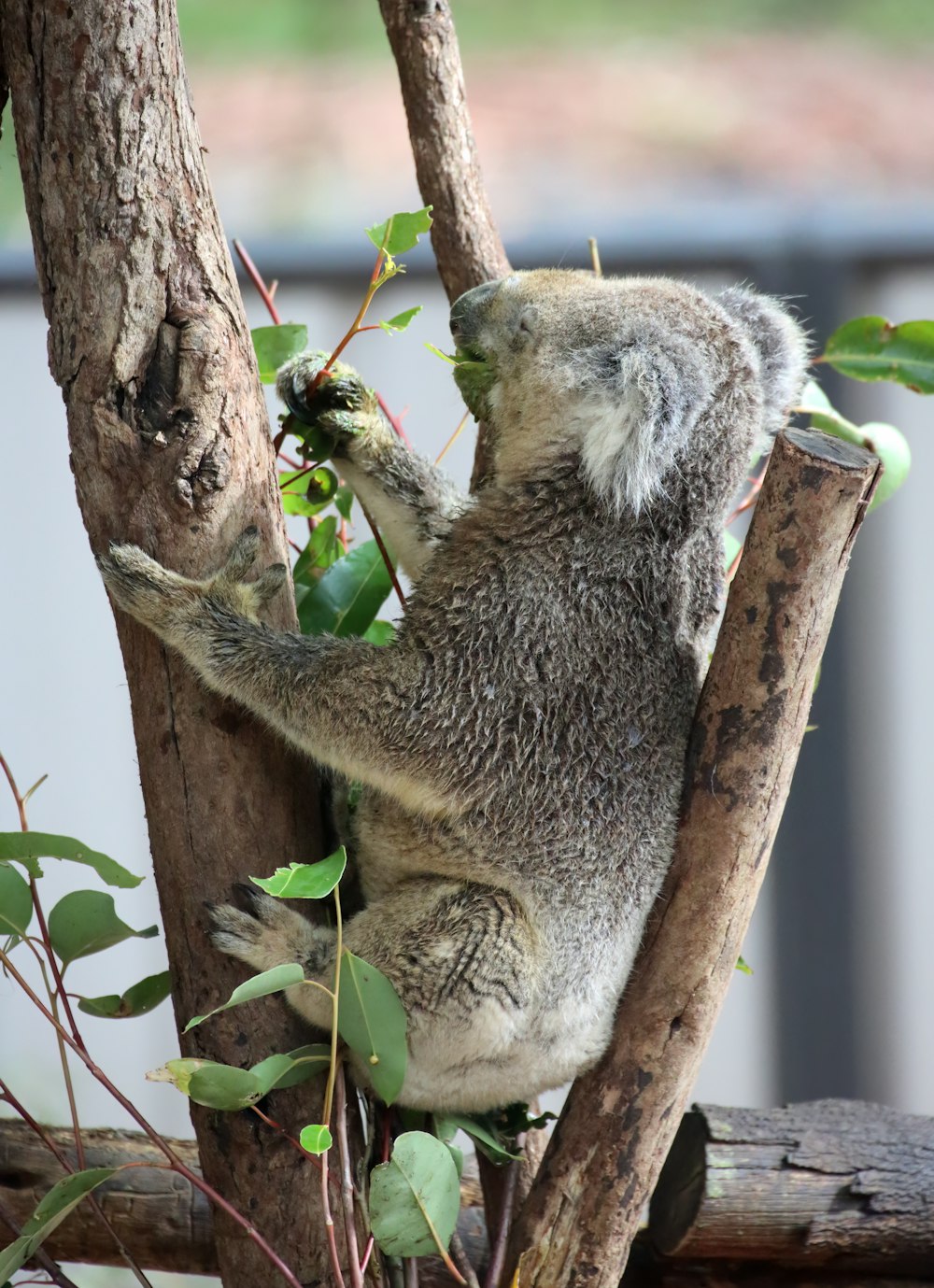 나뭇잎을 먹는 나무에 앉아 있는 코알라 곰