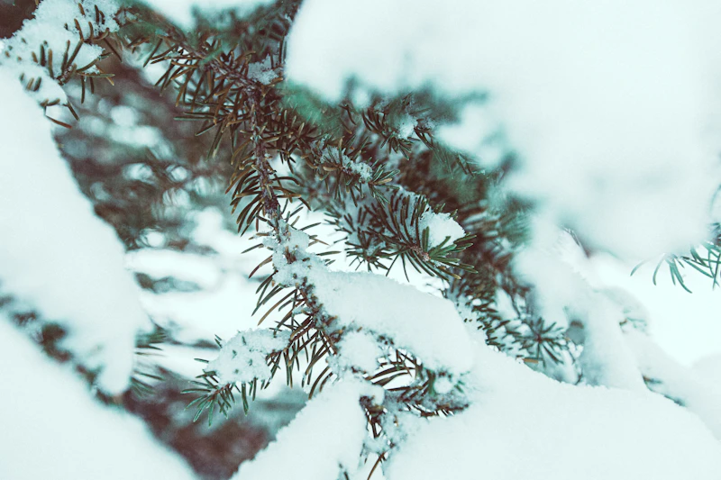Frost and ice on pine needles