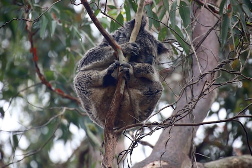 A koala napping on a tree branch surrounded by eucalyptus leaves. The animal is curled up with its arms wrapped around the branch, which is part of a dense network of branches in a natural forest setting.