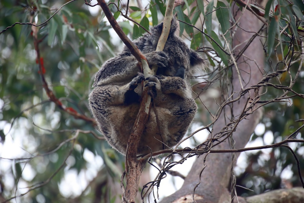 a koala sitting in a tree with its head on a branch