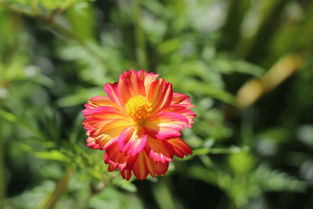 a red and yellow flower with green leaves in the background