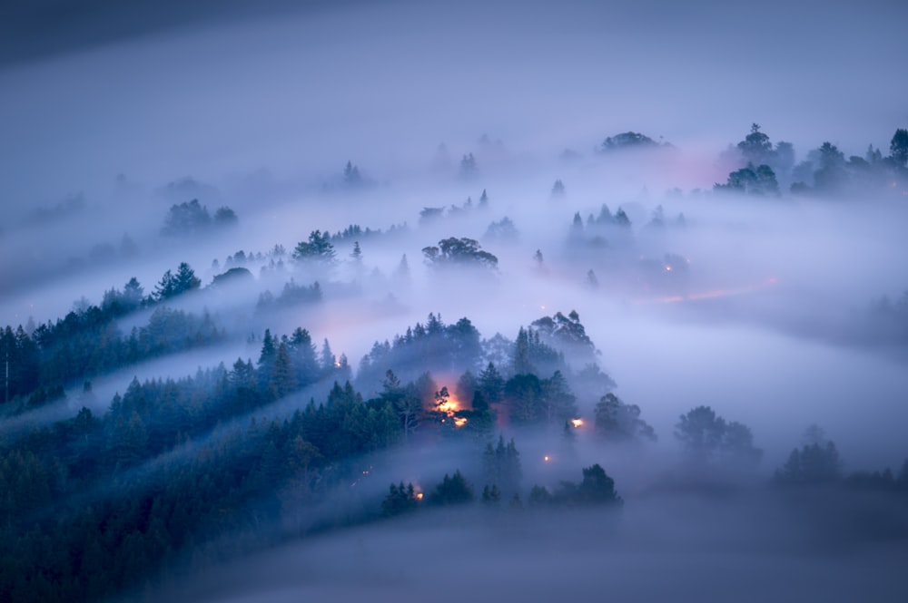 a foggy forest with a building in the middle of it