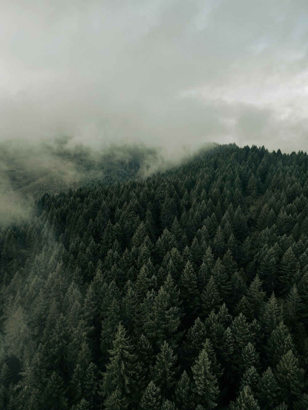 Un bosque cubierto de muchos árboles bajo un cielo nublado