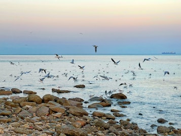 A serene seascape features a rocky shoreline with numerous seagulls flying and resting. The calm water stretches into the distance, meeting a softly colored sky that transitions from light orange to blue. A cargo ship is visible on the horizon.