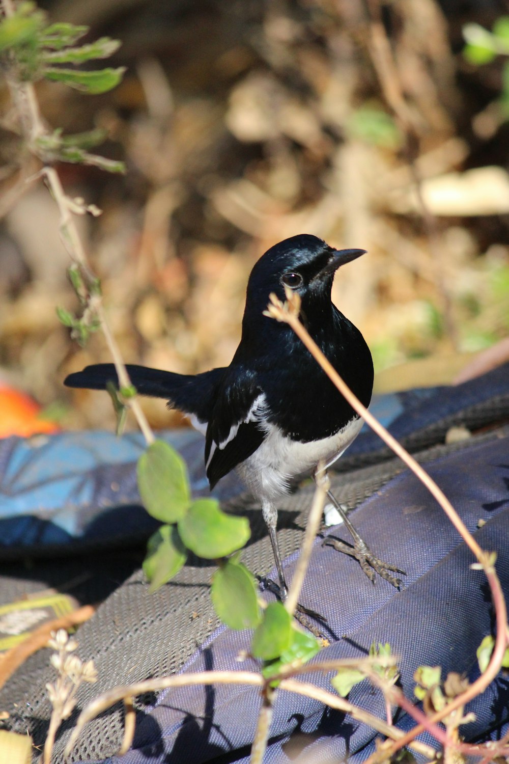 Foto zum Thema Ein schwarz-weißer vogel auf einem reifen – Kostenloses Bild  zu Tier auf Unsplash