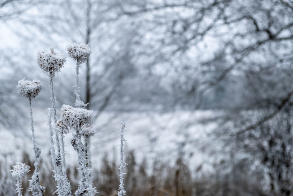 a close up of a plant with frost on it