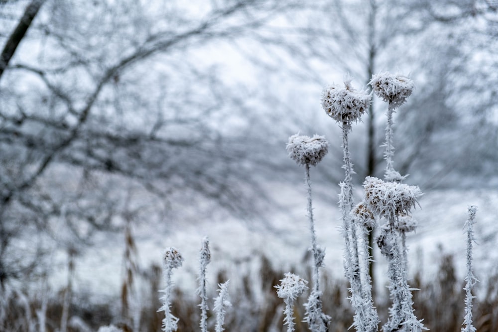 a bunch of plants that are covered in snow