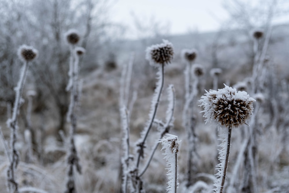 a bunch of plants that are covered in snow