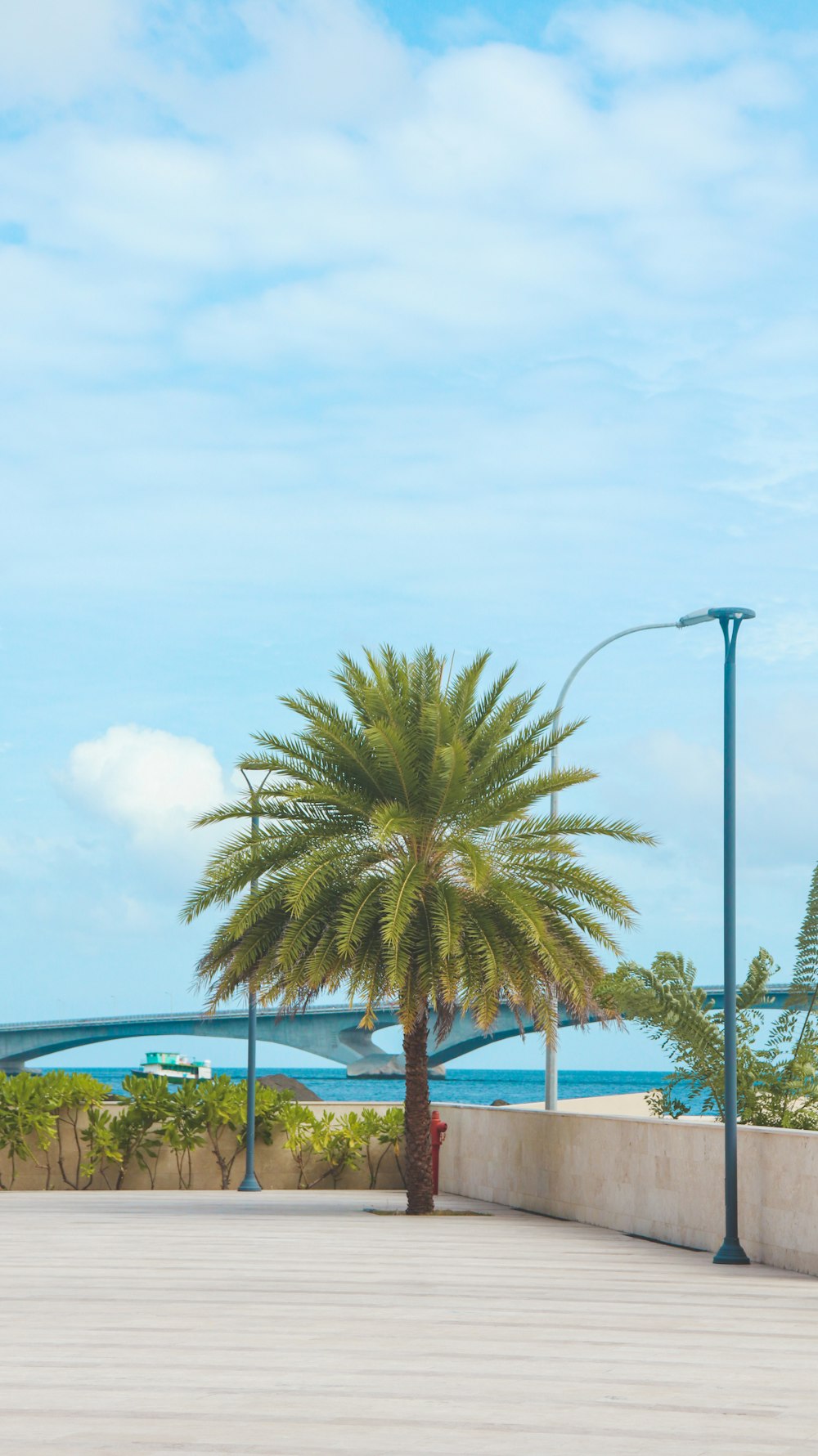 a palm tree sitting on the side of a road