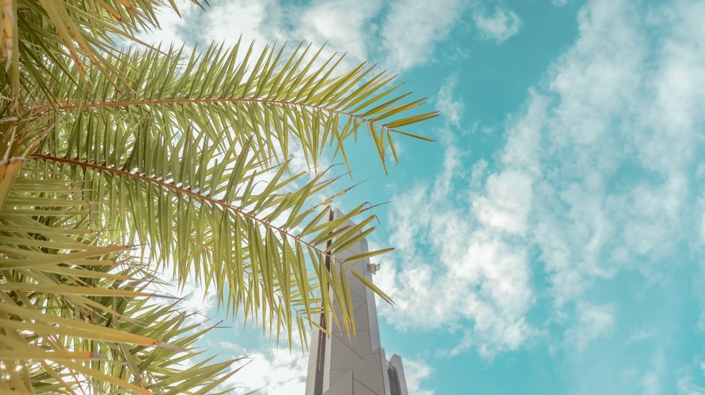 a palm tree and a church steeple against a blue sky