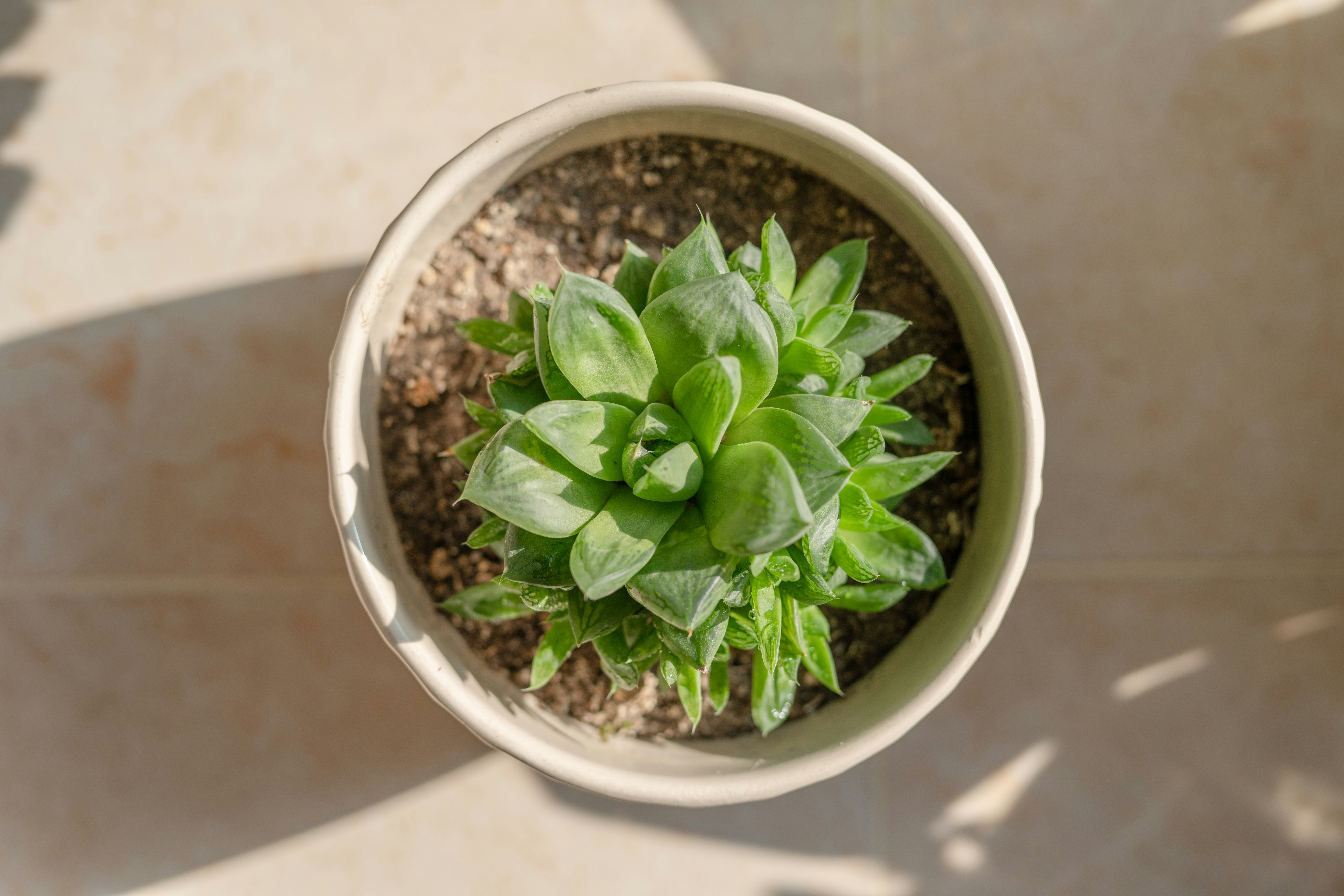 A lush mint plant growing in a small, round terra cotta pot