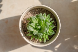 A top-down view of a potted succulent plant with lush green leaves, planted in brown earthy soil inside a beige pot. The background is a light, neutral-colored tiled floor with soft shadows.
