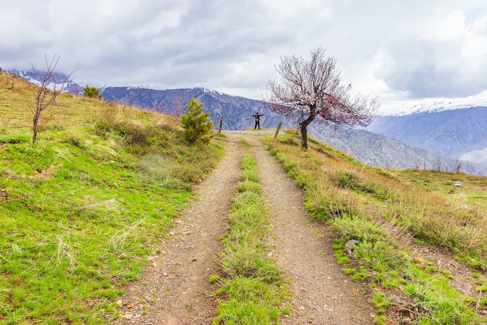 a dirt road with a tree on the side of it