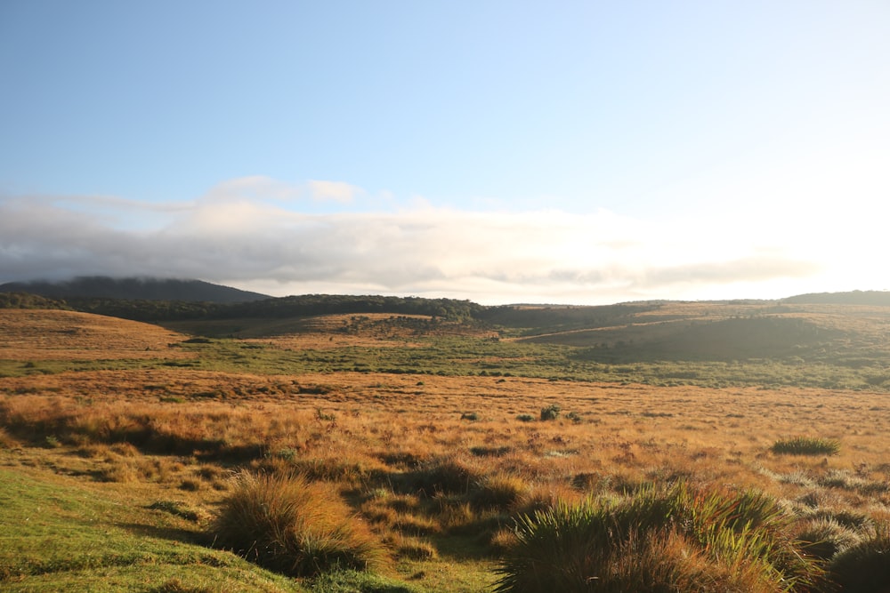 a grassy field with a hill in the background