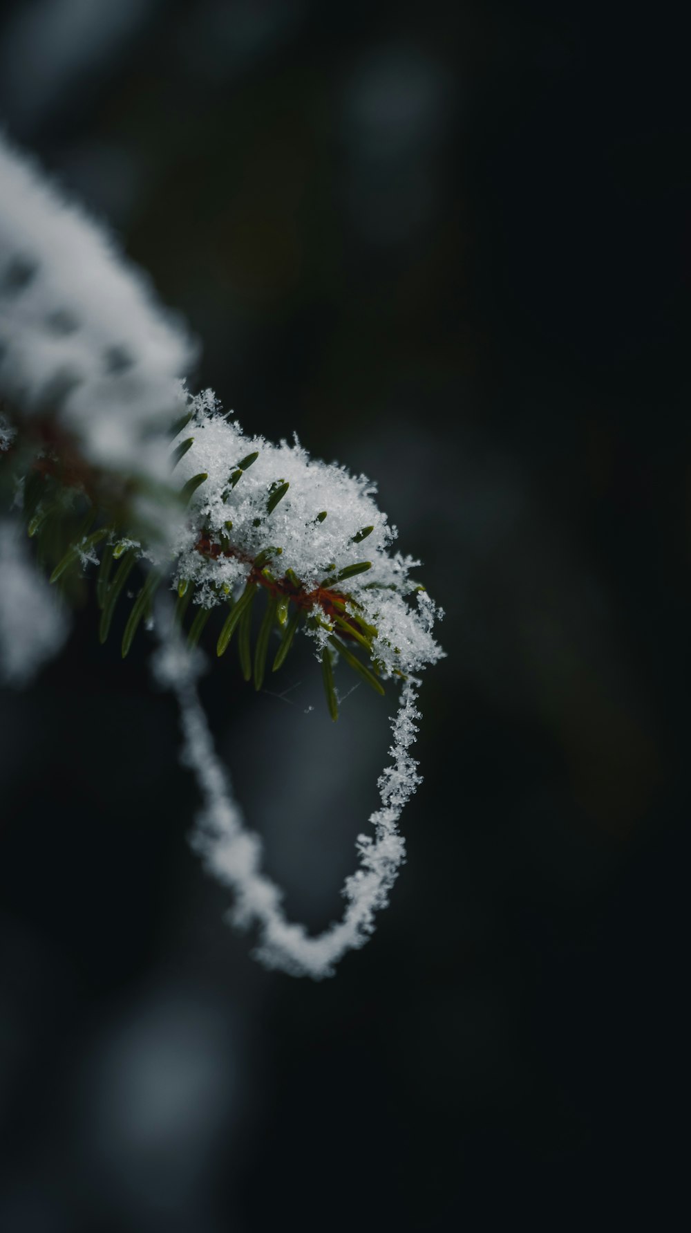 a close up of a branch with snow on it