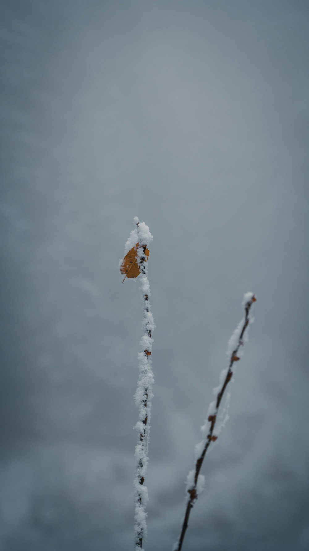 a plant covered in snow on a cloudy day