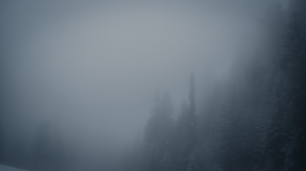 a foggy forest filled with lots of trees