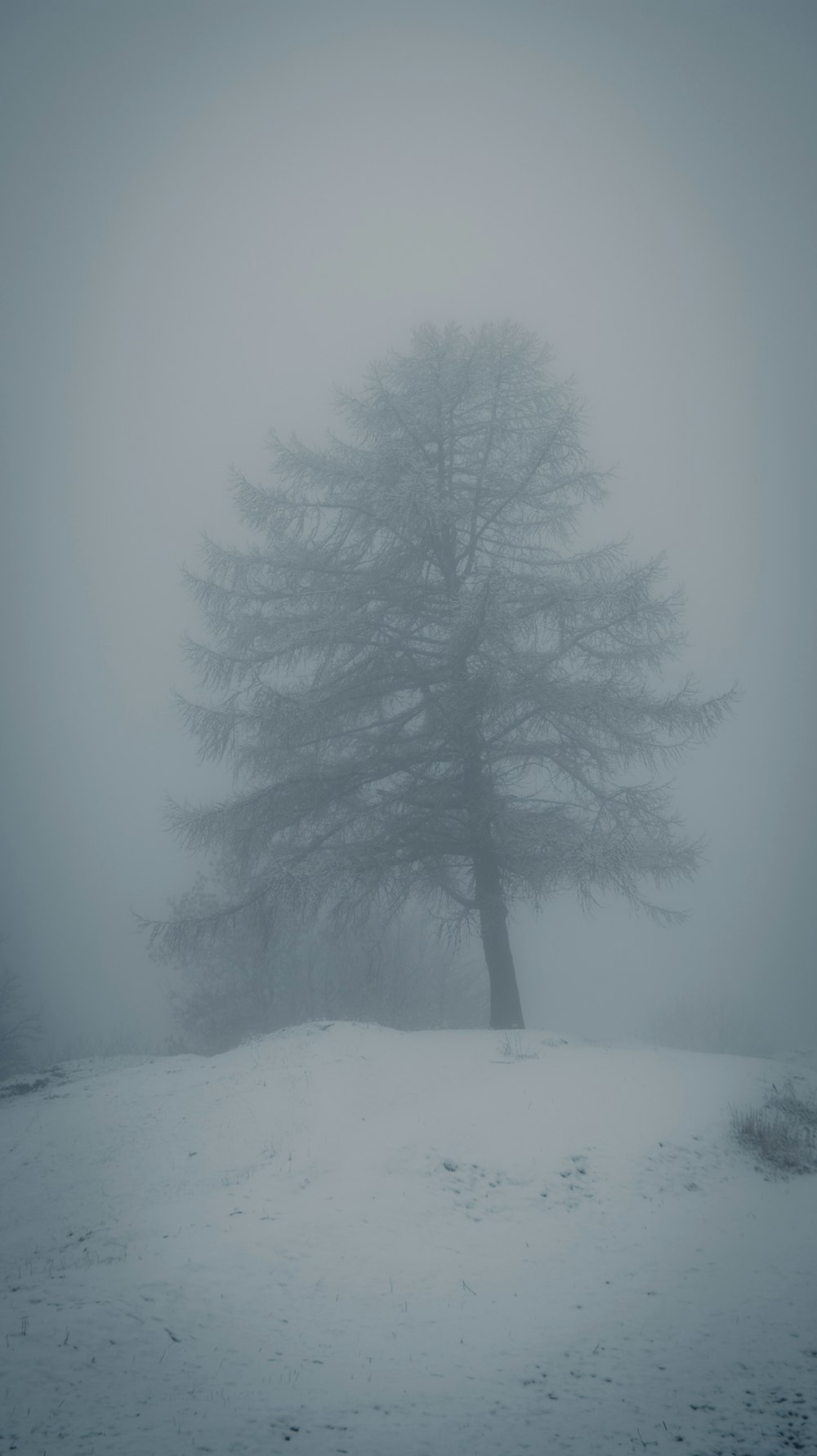 a lone tree in a foggy field