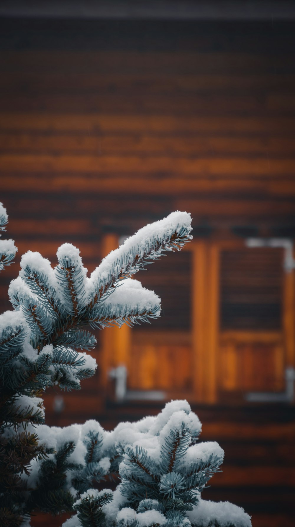 a close up of a pine tree with snow on it