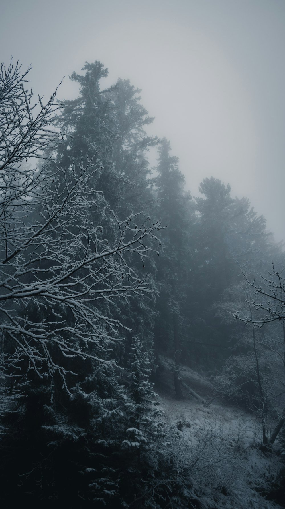 Une photo en noir et blanc d’une forêt brumeuse