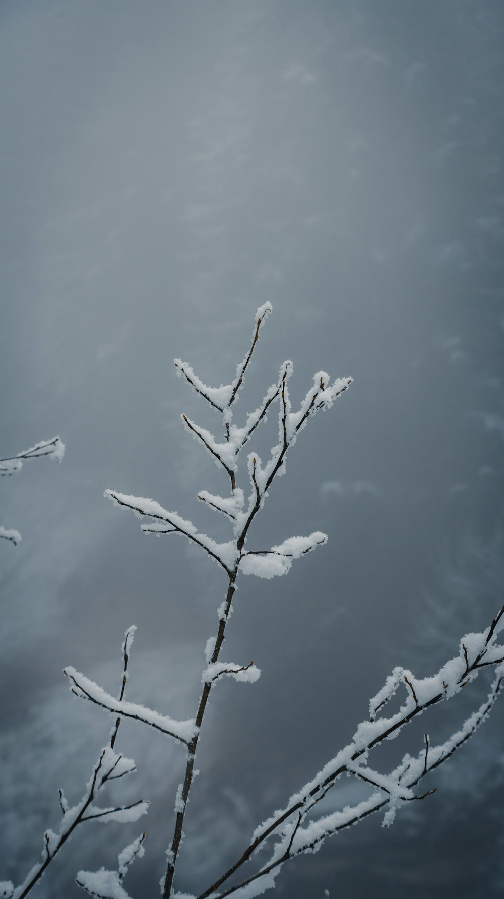 a tree branch covered in snow against a cloudy sky