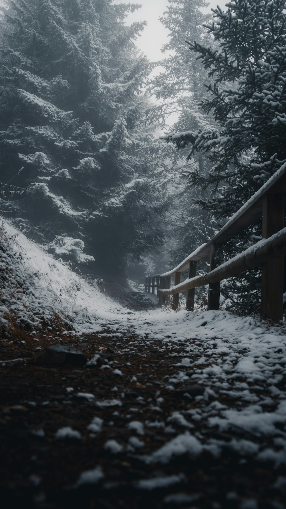 Un camino en el bosque cubierto de nieve