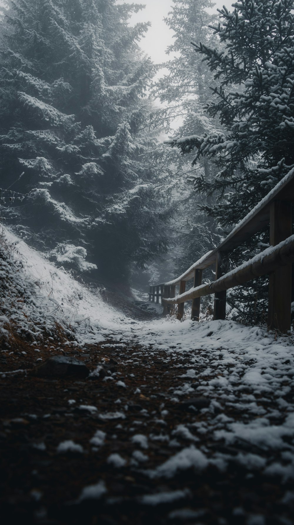 un sentiero nel bosco coperto di neve