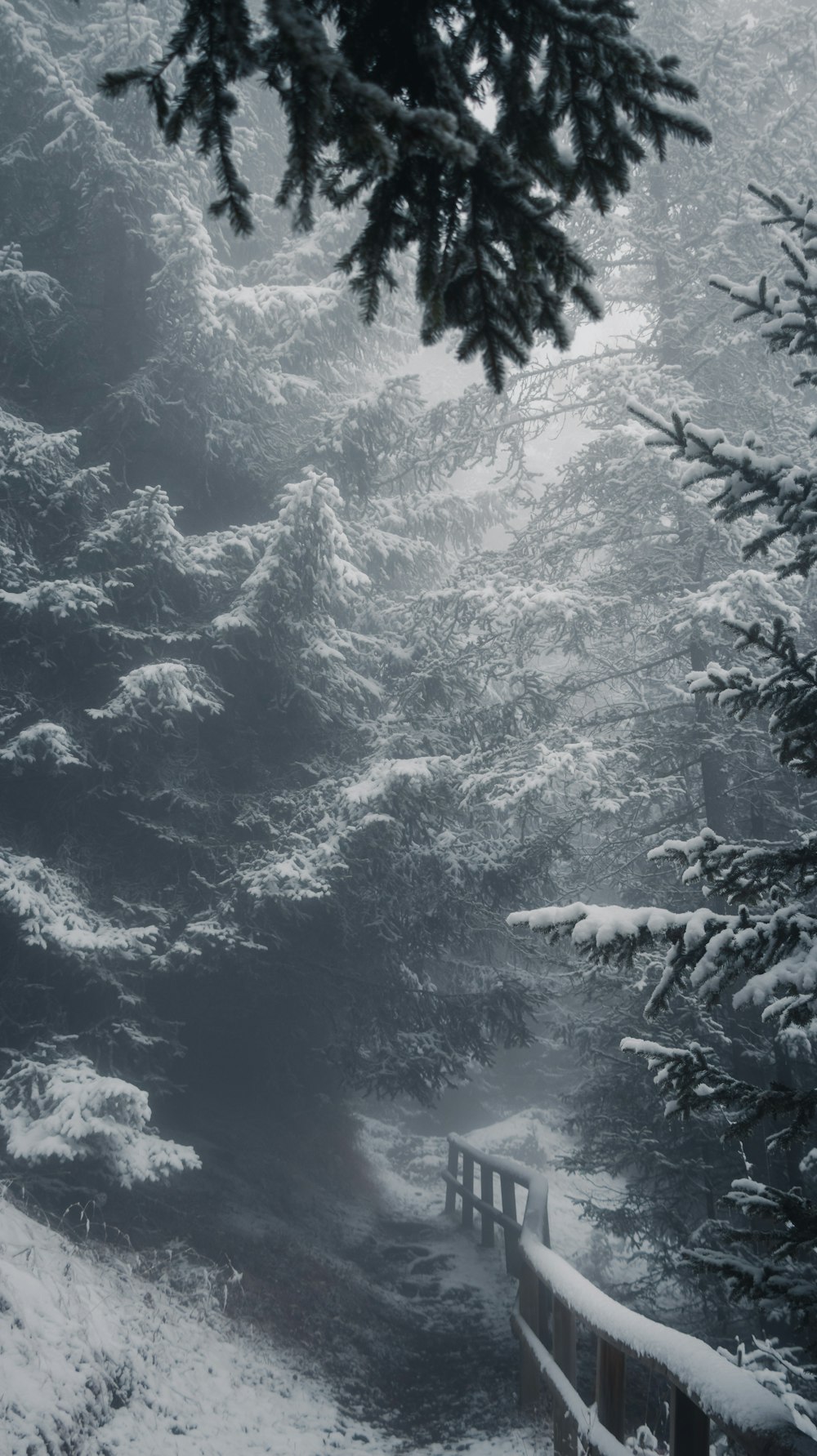 ein schneebedeckter Wald mit einer Brücke und Bäumen