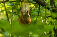 A playful squirrel juggling colorful film canisters in a sun-dappled clearing.
