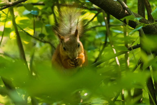 The squirrel navigating a maze of twisting vines under a golden sunset.