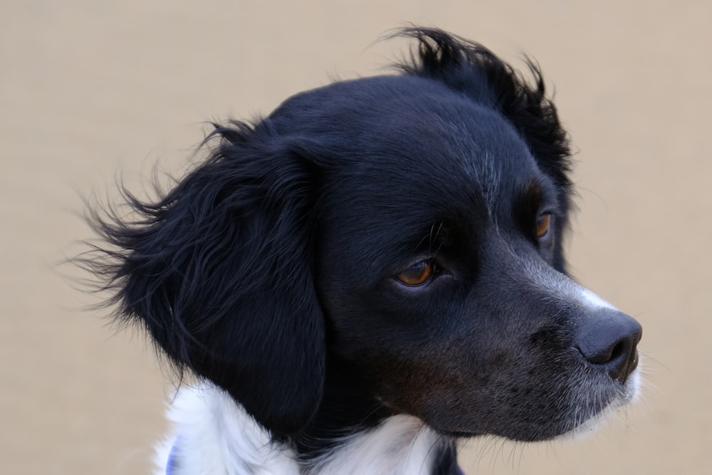 Ein schwarz-weißer Hund mit einem weißen Halsband