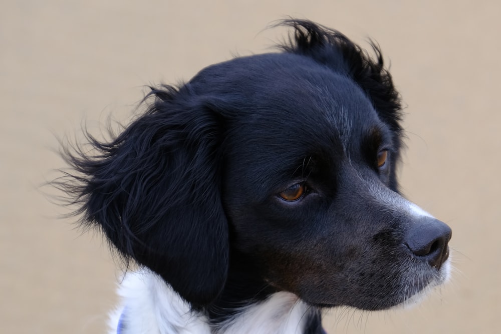 Un cane bianco e nero con un collare bianco