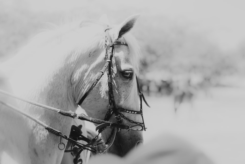 a black and white photo of a horse