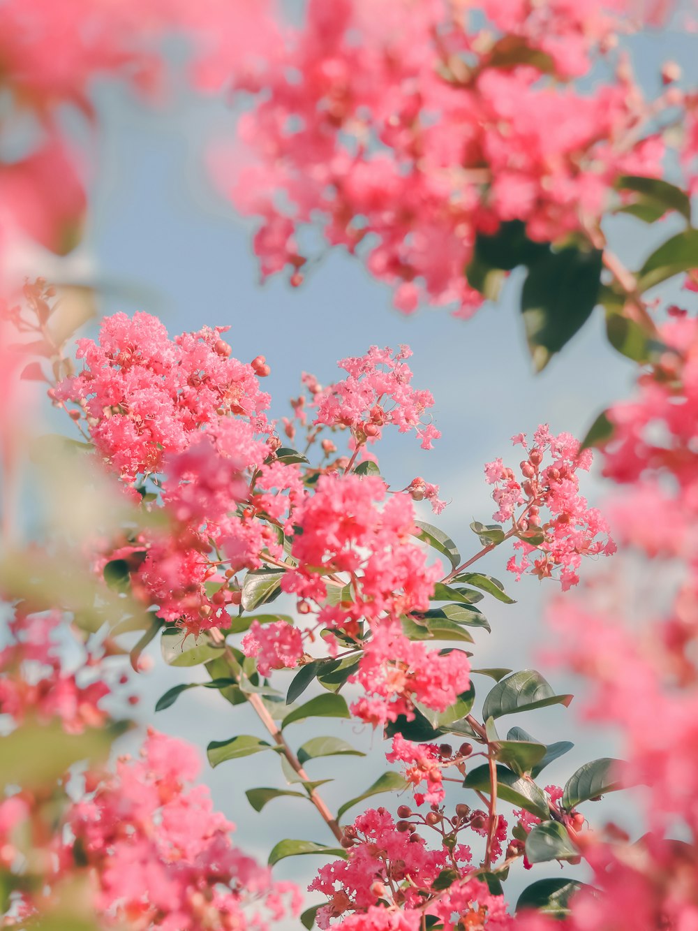 a bunch of pink flowers that are on a tree