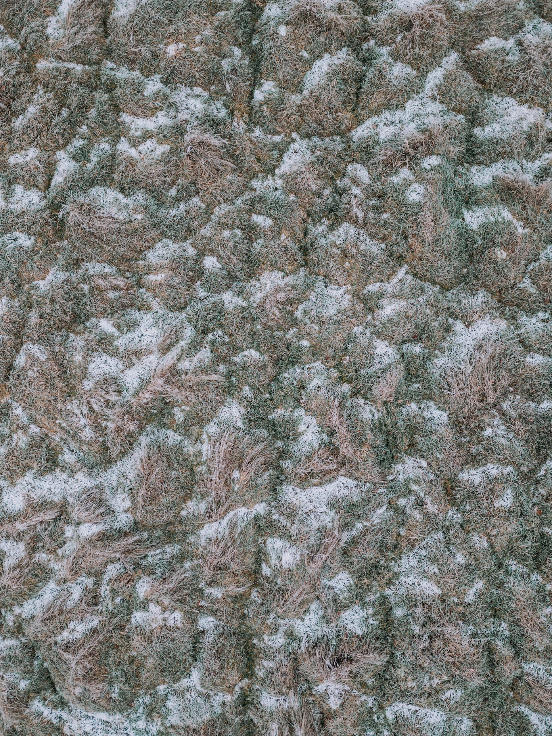 a close up of a patch of grass covered in snow