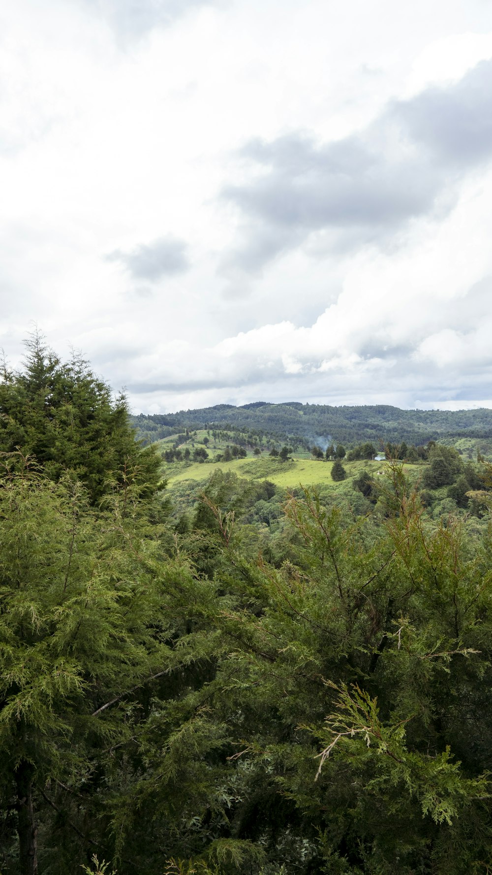 a lush green forest filled with lots of trees