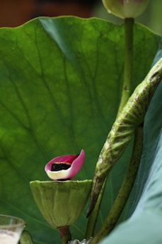 A close-up view of a lotus plant with a large green leaf in the background. The image prominently showcases a lotus seed pod with a pink petal and a small dark object resting on it. Another bud and stem are also visible.