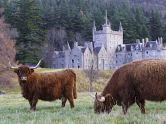 Highland cows with Balmoral Castle in the background