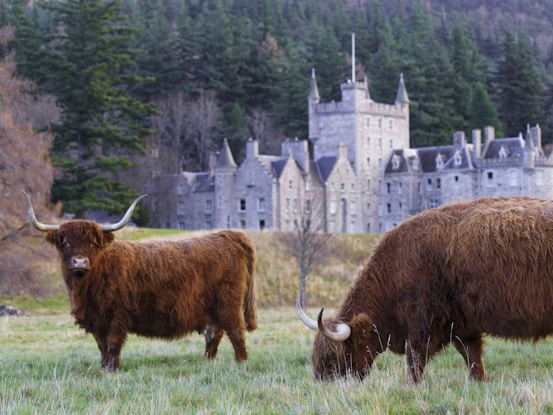 Highland cows with Balmoral Castle in the background