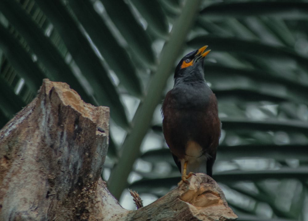 a bird sitting on top of a tree branch