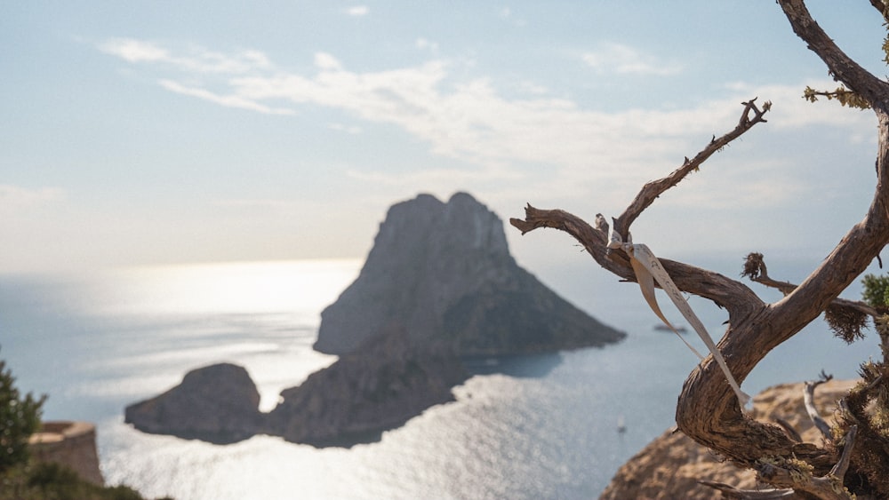 a bird perched on a tree branch overlooking the ocean