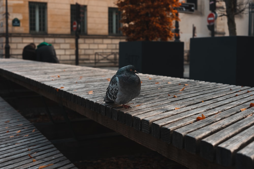 a pigeon sitting on top of a wooden bench