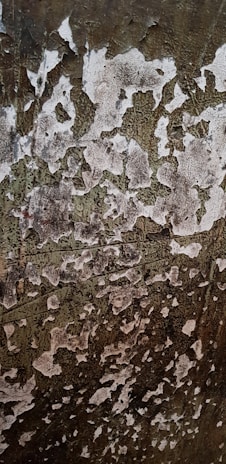 Peeling paint on a textured surface creates an abstract pattern with irregular shapes. The colors range from earthy greens to muted browns with patches of white where the paint has cracked or chipped away.